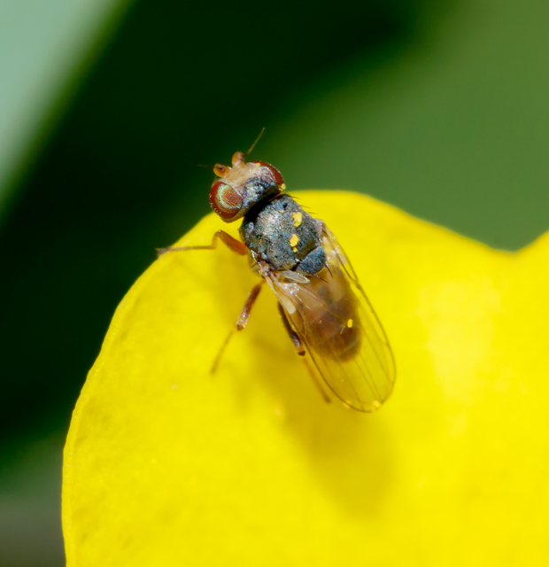 Oscinellinae