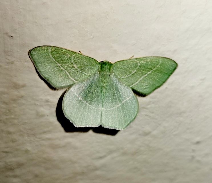Hemistola chrysoprasaria - kékes zöldaraszoló