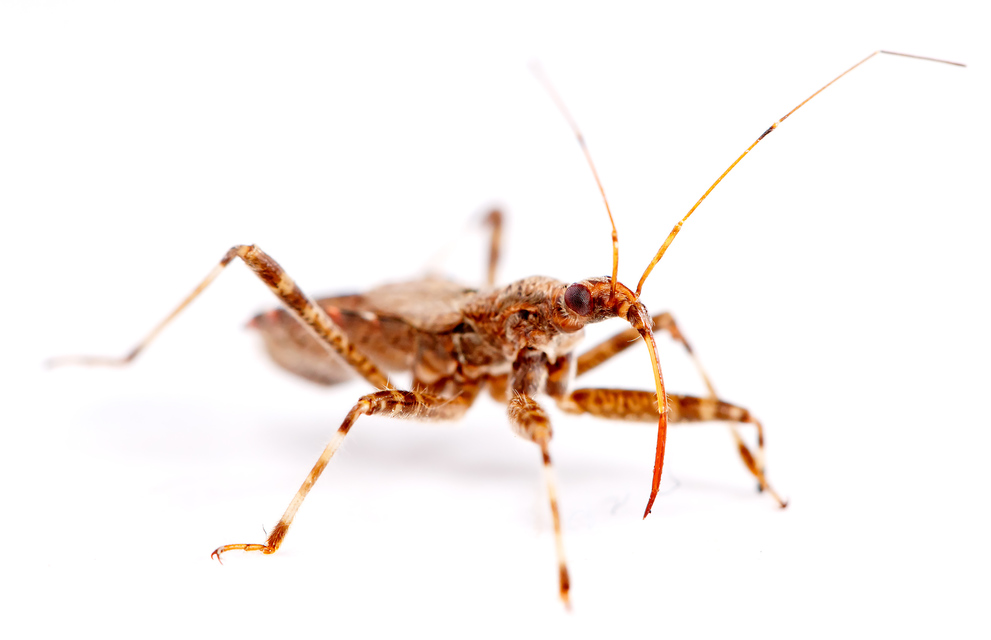 Himacerus apterus - nagy tolvajpoloska