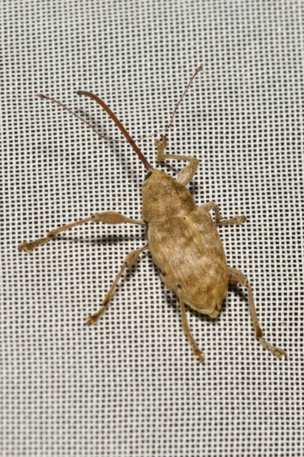 Curculio elephas - gesztenyezsuzsóka
