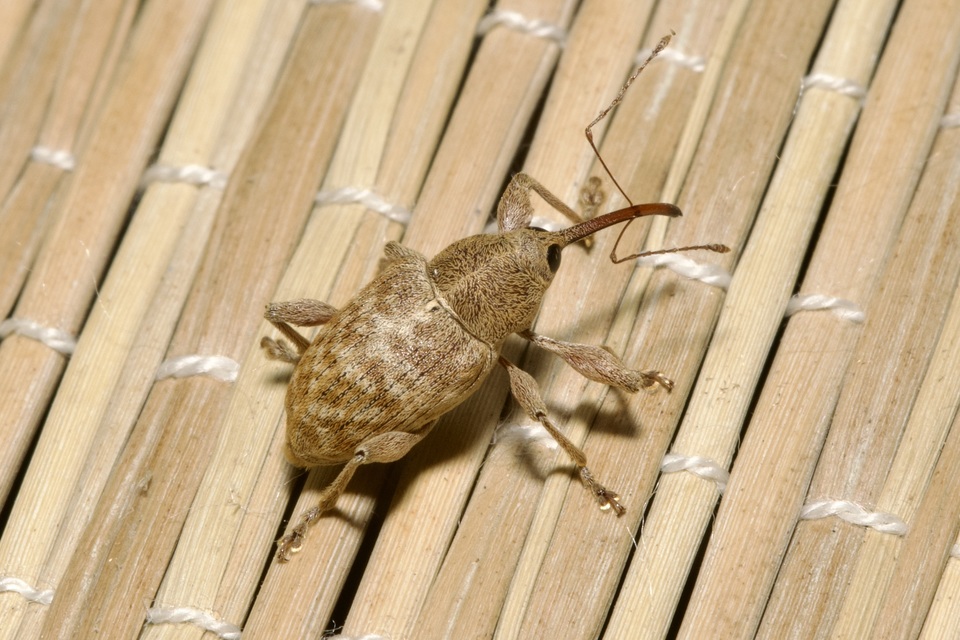 Curculio elephas - gesztenyezsuzsóka