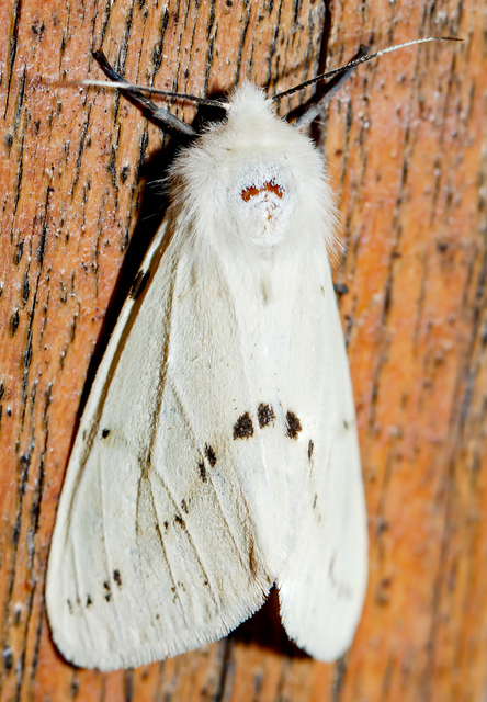 Spilarctia lutea - sárgás medvelepke