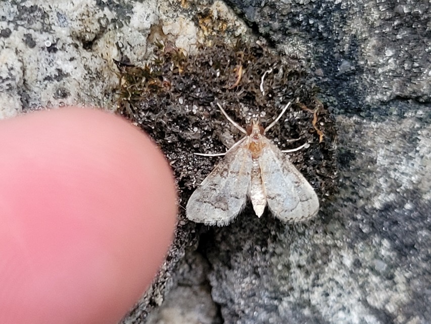 Metasia ophialis - kígyósávos tűzmoly