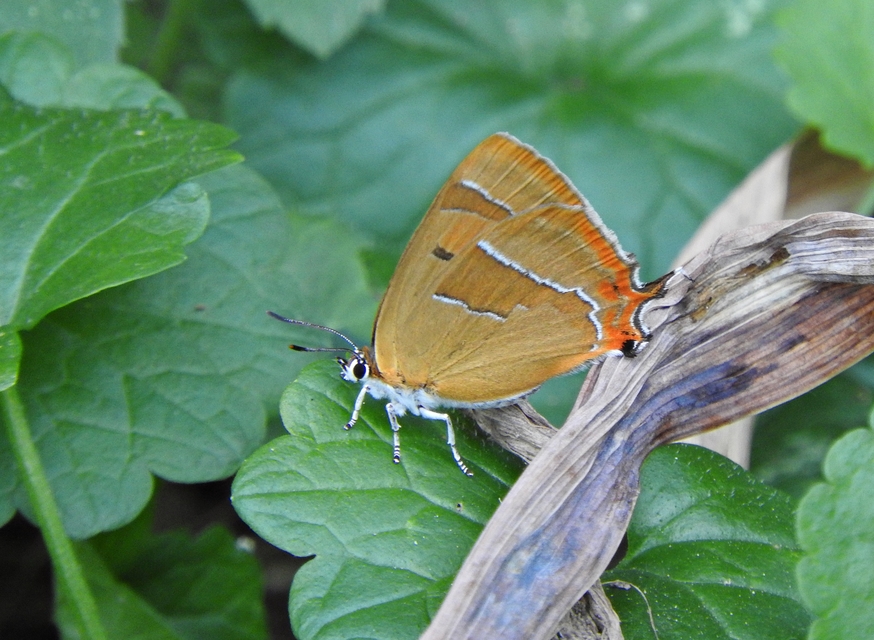 Thecla betulae - nyírfalepke