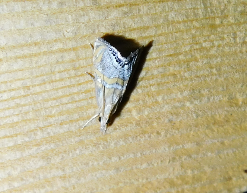 Euchromius bella - cifra mozaikmoly