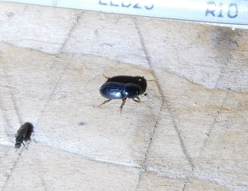 Aphodius varians - változékony trágyabogár