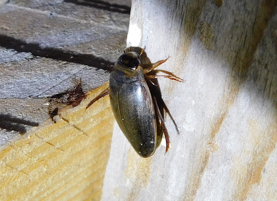 Rhantus