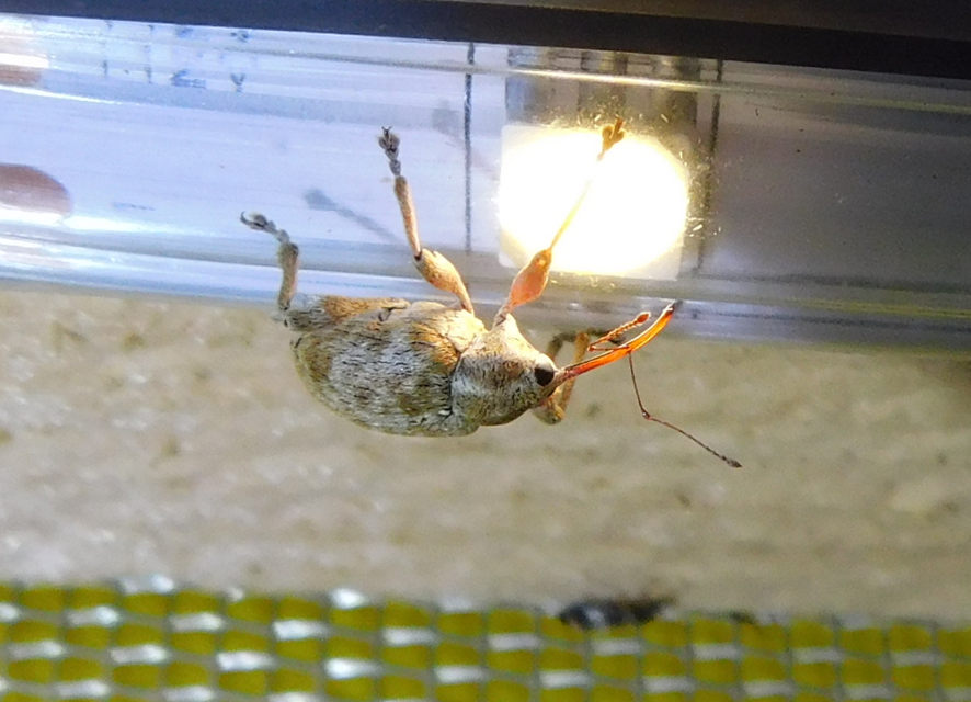 Curculio pellitus - makklikasztó zsuzsóka