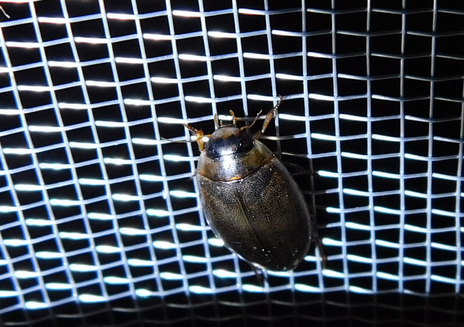 Rhantus