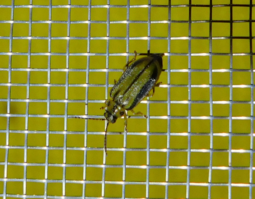 Xanthogalerucella luteola - szilfa-olajosbogár