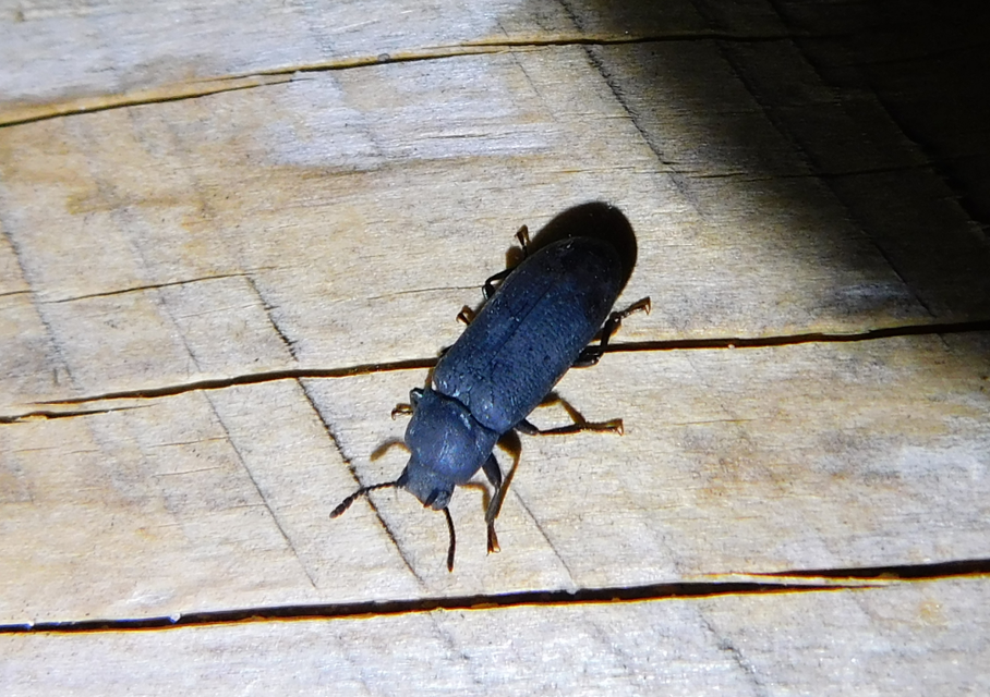 Cryphaeus cornutus - szarvas gyászbogár