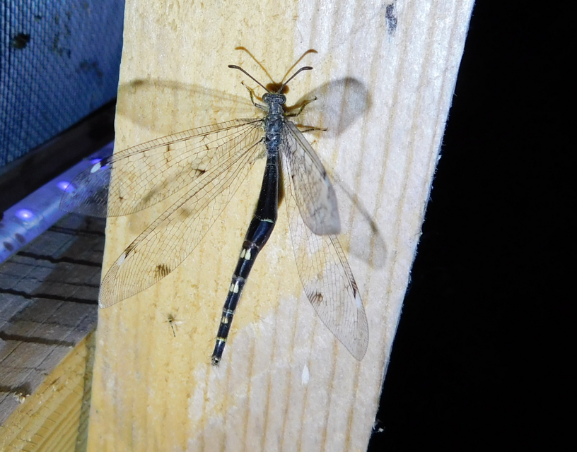 Distoleon tetragrammicus - négyfoltos hangyaleső