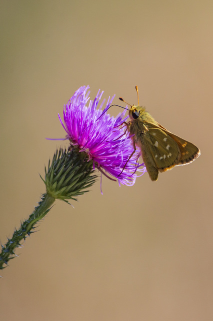 Hesperia comma - vesszős busalepke
