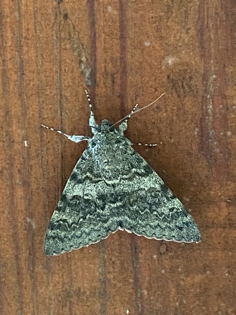 Catocala elocata - közönséges övesbagoly