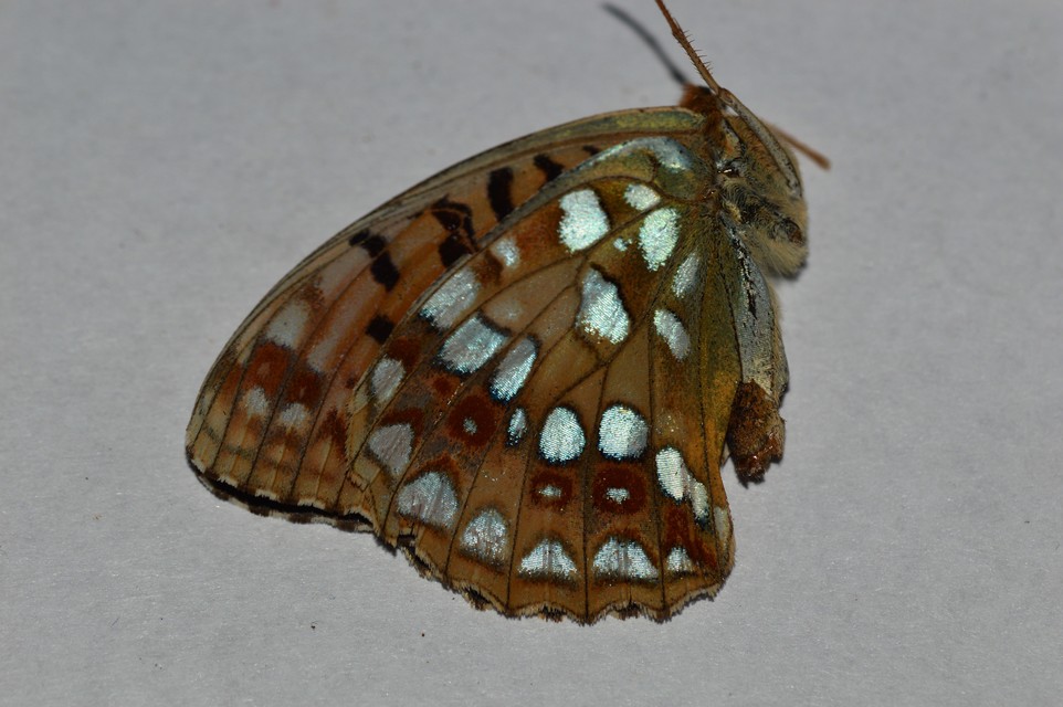 Argynnis adippe - ezüstös gyöngyházlepke