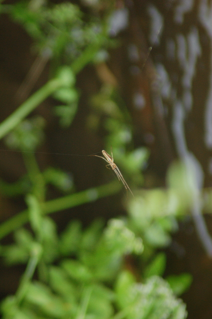 Tetragnatha