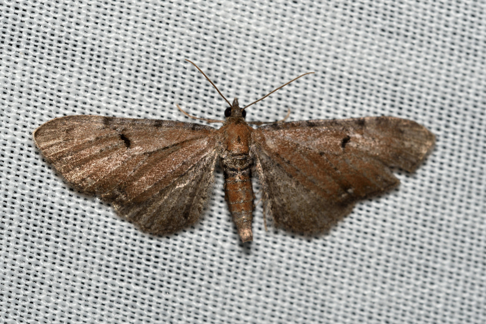 Eupithecia absinthiata - üröm-törpearaszoló