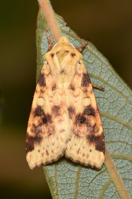 Cirrhia icteritia - nyárfa-sárgabagoly