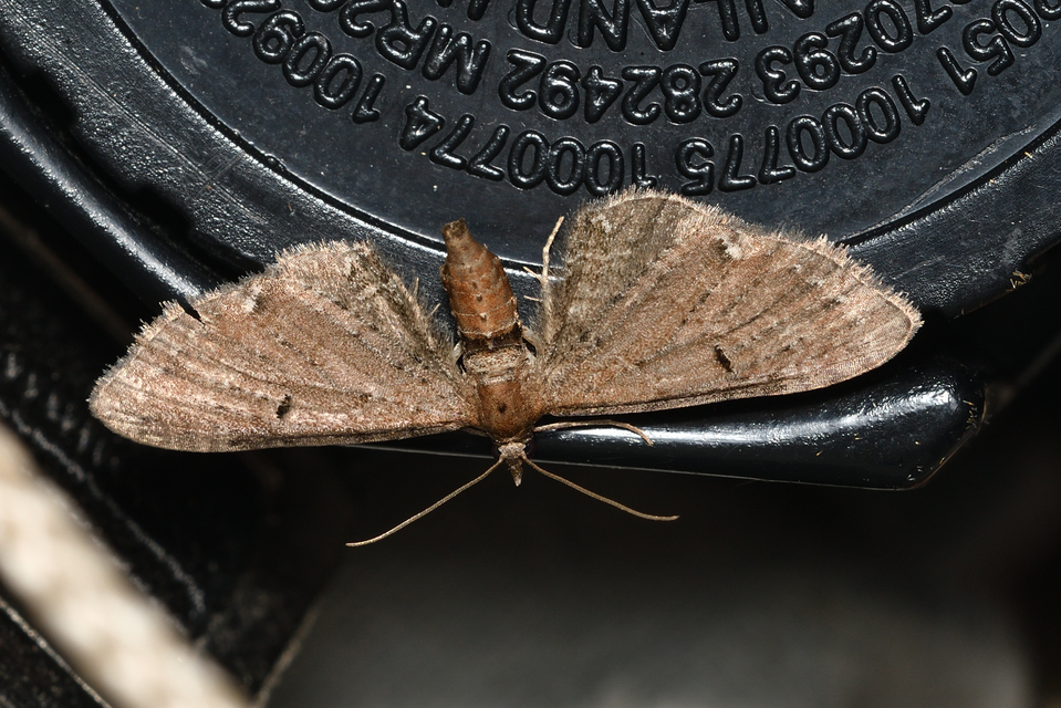 Eupithecia absinthiata - üröm-törpearaszoló