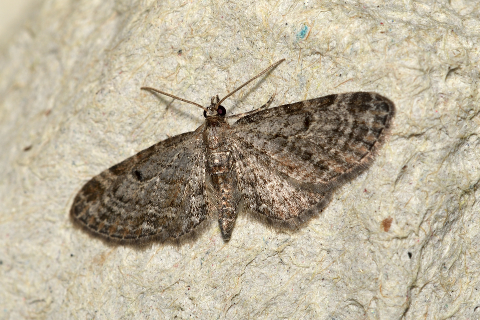 Eupithecia tenuiata - sötétszegélyű törpearaszoló