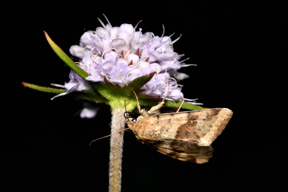 Heliothis viriplaca - mácsonyabagoly