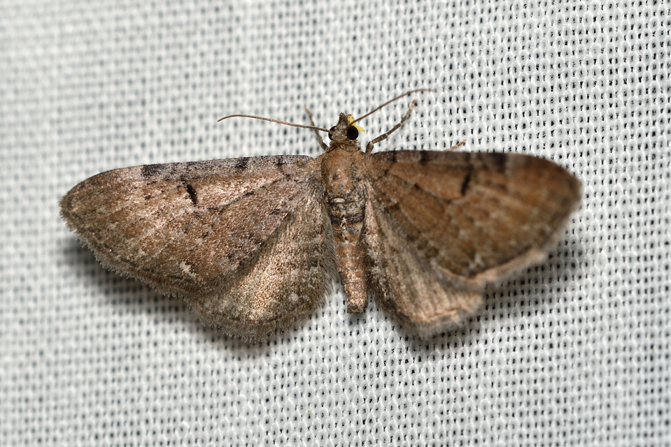 Eupithecia absinthiata - üröm-törpearaszoló
