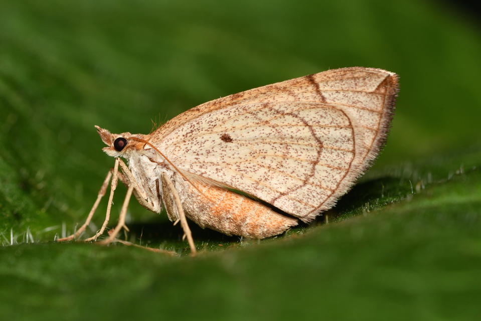 Eulithis testata - rezgőnyár-tarkaaraszoló