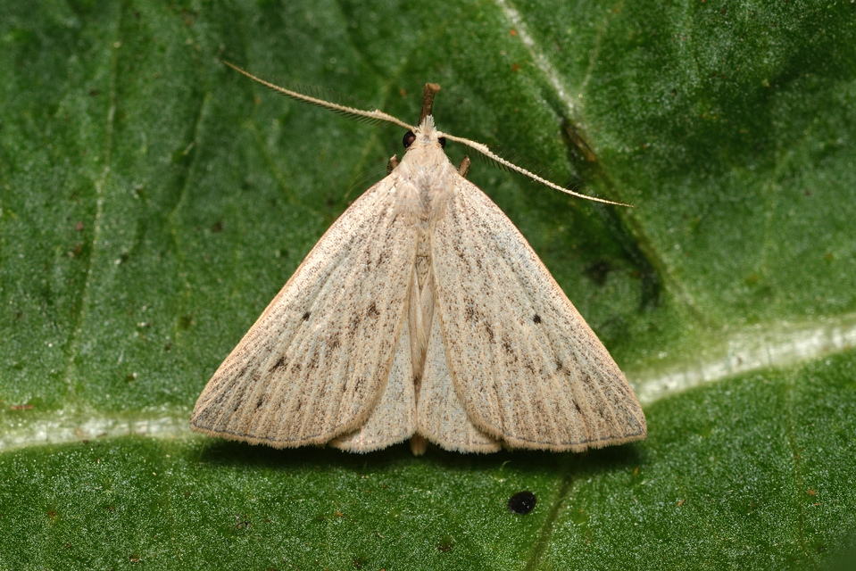 Macrochilo cribrumalis - csontszínű karcsúbagoly
