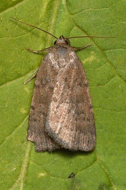 Acosmetia caliginosa - imolabagoly