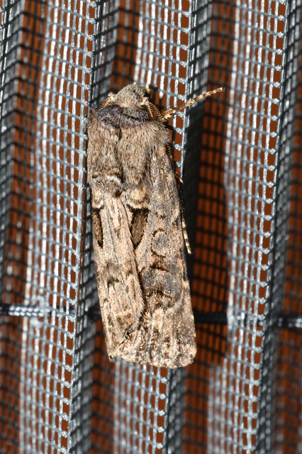 Agrotis bigramma - kétjegyű földibagoly