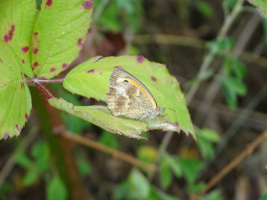 Pyronia tithonus - kis ökörszemlepke