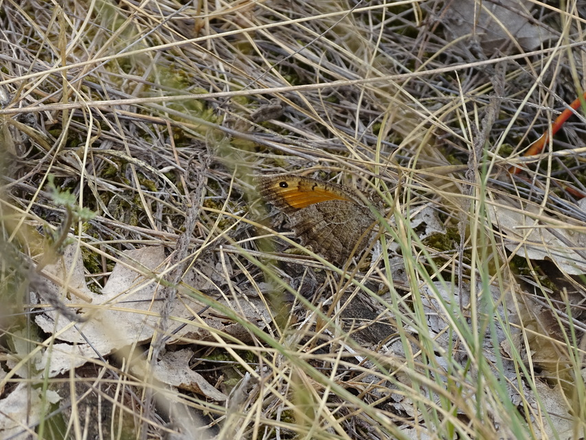 Arethusana arethusa - közönséges szemeslepke