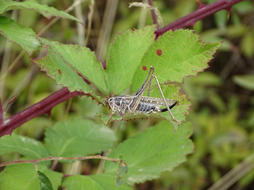 Platycleis affinis - púposhasú rétiszöcske