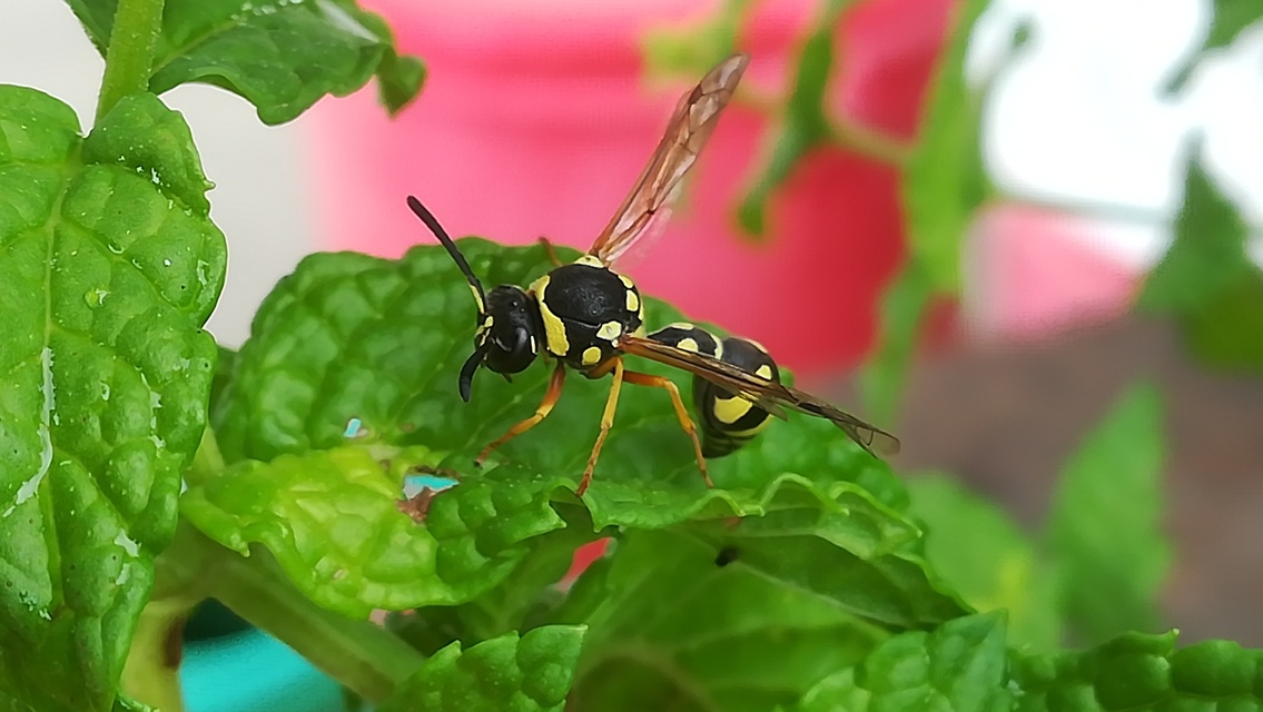 Eumenes papillarius