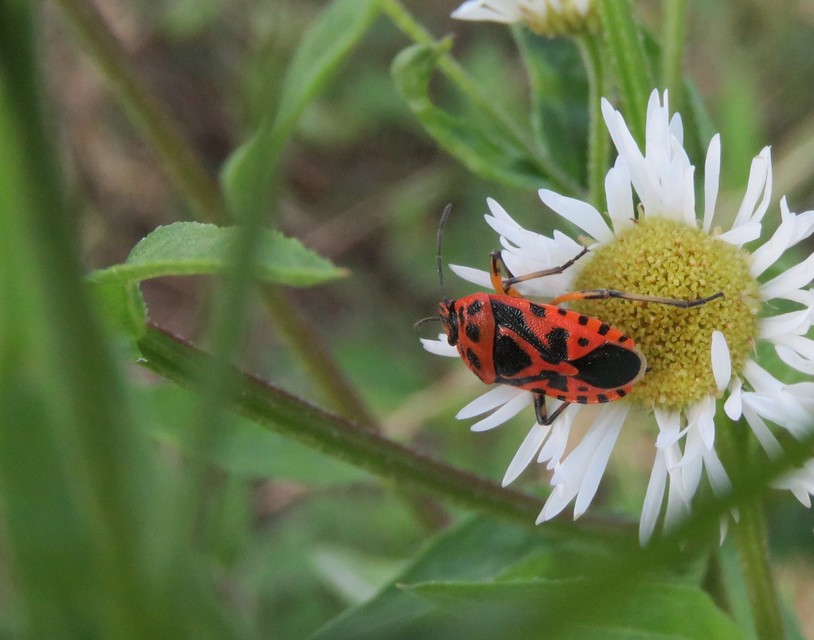 Eurydema
