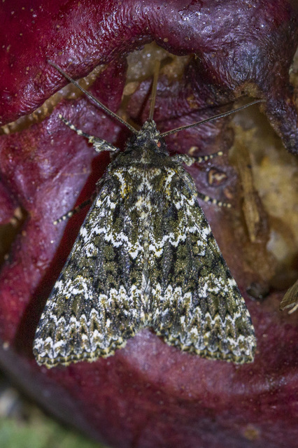 Polymixis polymita - kankalin-tarkabagoly