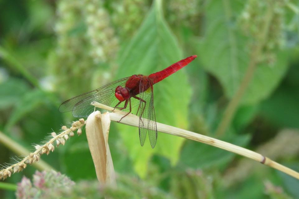 Crocothemis erythraea - skarlát szitakötő