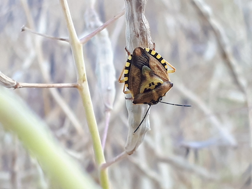 Carpocoris