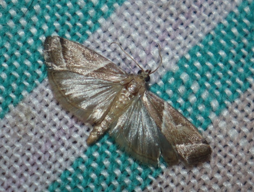 Nyctegretis