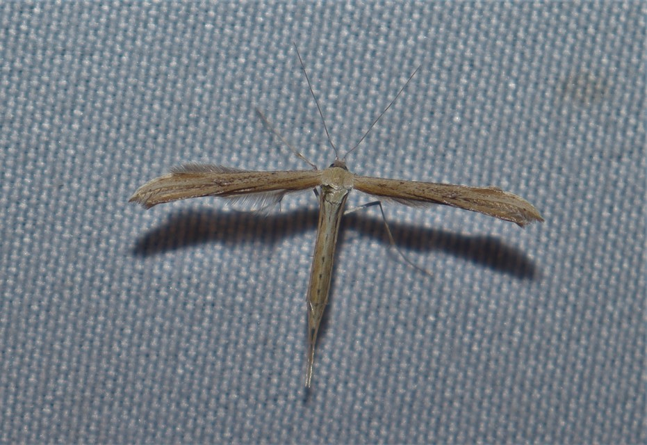 Emmelina monodactyla/argoteles