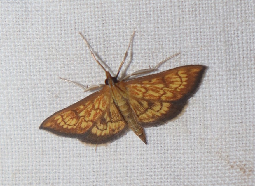 Ecpyrrhorrhoe rubiginalis - rozsdavörös tűzmoly