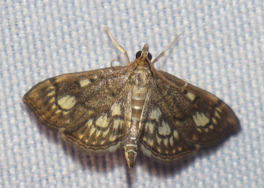 Anania stachydalis - mocsári dudvamoly