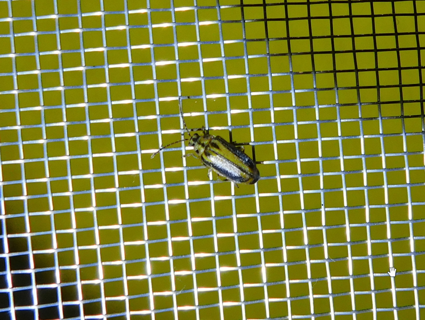 Xanthogalerucella luteola - szilfa-olajosbogár