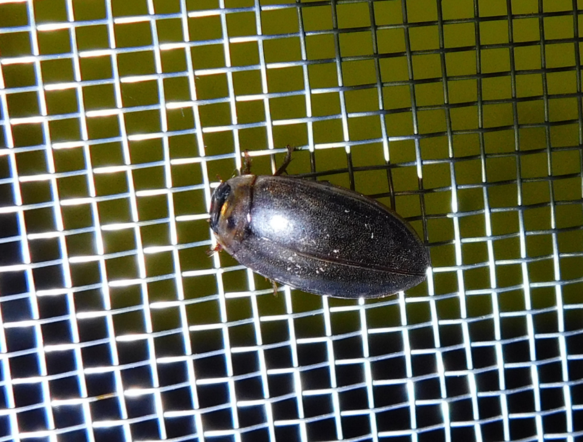 Rhantus