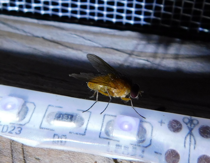 Muscidae - igazi legyek