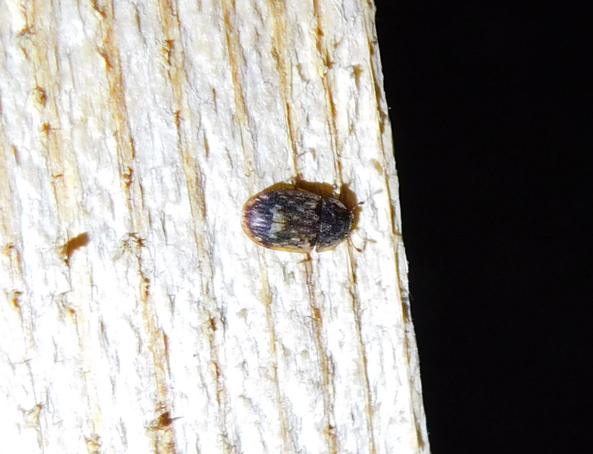 Soronia grisea - pettyegetett fénybogár