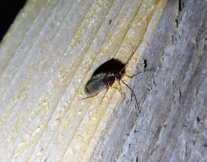 Hymenalia rufipes - rőtlábú alkonybogár