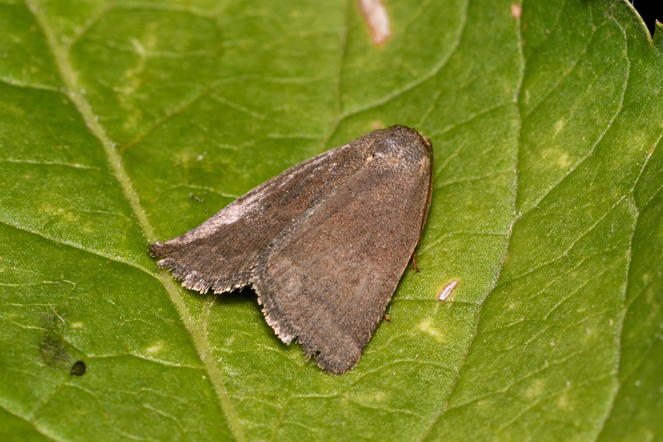 Acosmetia caliginosa - imolabagoly
