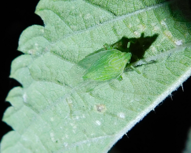 Dictyophara europaea