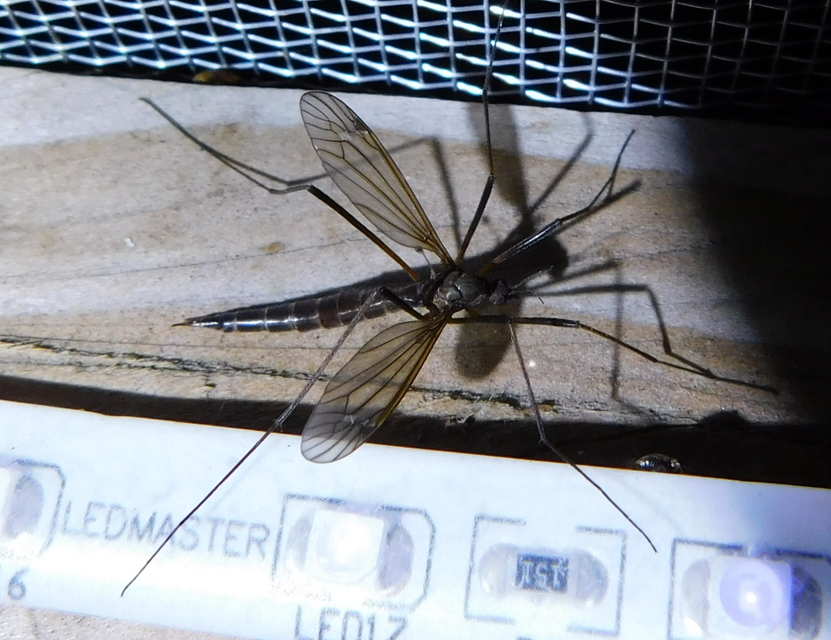 Nigrotipula nigra